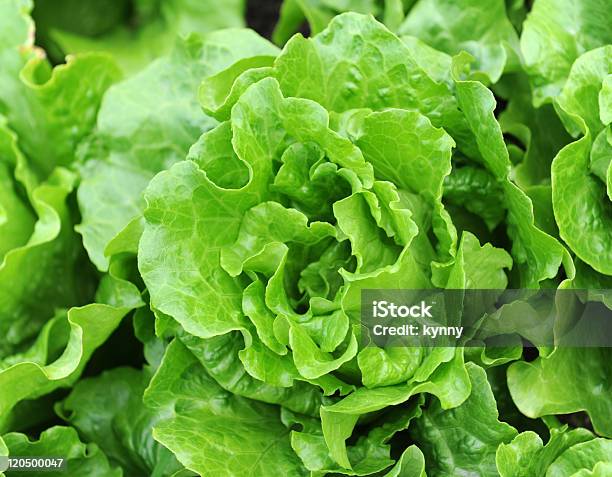 Lettuce Plant In Field Stock Photo - Download Image Now - Agricultural Field, Agriculture, Bud