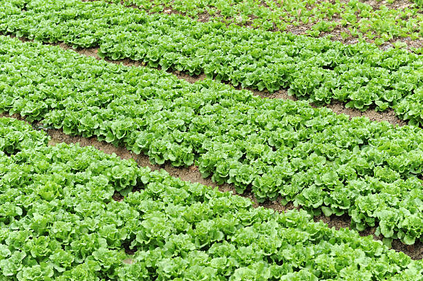 istock lettuce plant in field 120500056
