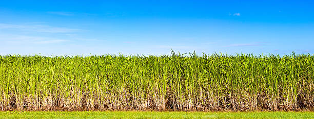 istock Panorama of sugar cane plantation 120500070