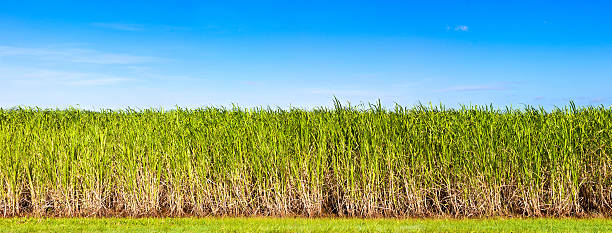 Panorama of sugar cane plantation  cairns australia photos stock pictures, royalty-free photos & images