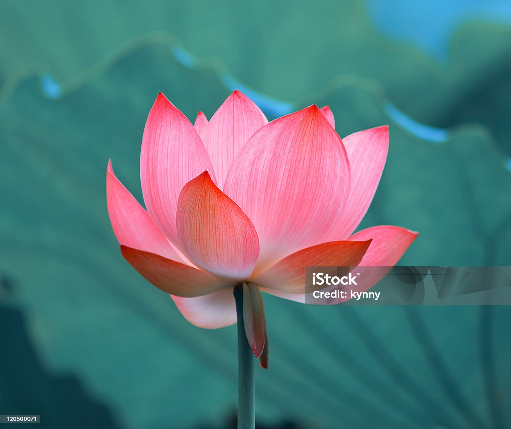 Fleur de lotus - Photo de Assis en tailleur libre de droits