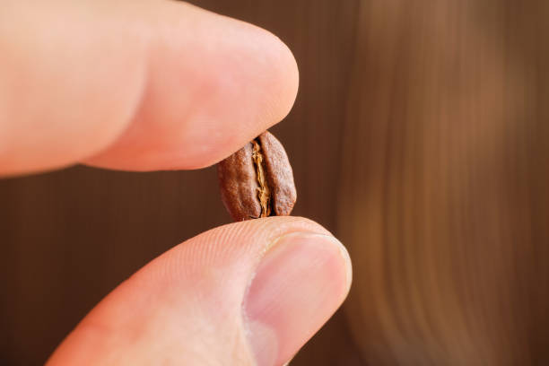 istock Fingers hold the roasted coffee seed on a wooden, blurred background. 1205000875