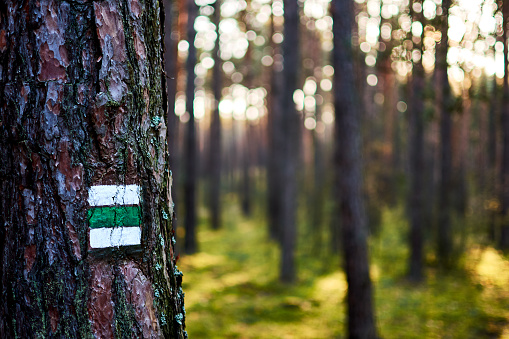Photo of green tourist sign or mark on tree bark in forest with sunlight.