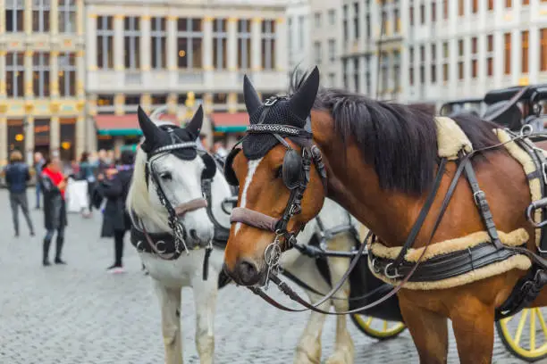 Horses on Grote Markt square in Brussels Belgium - travel background