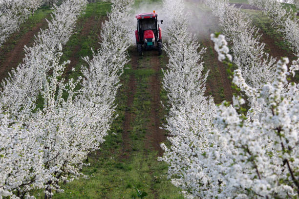 istock tractor sprays insecticide in cherry orchard on the hill 1205004017
