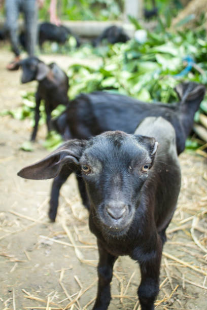 istock Goat kids feeding together, stock photos. 1205004077