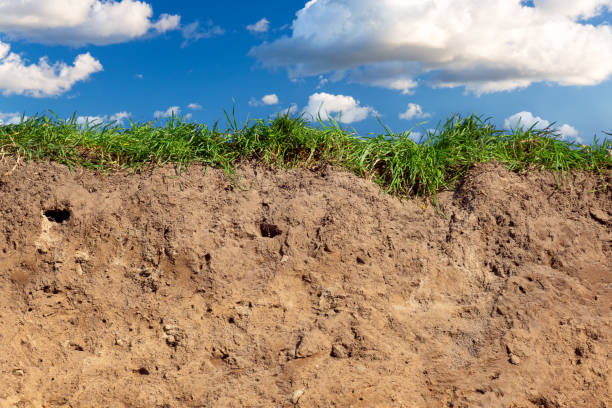 istock Topsoil of a Cambisol or Inceptisol 1205004110