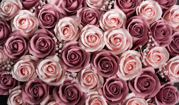 istock Flowers in bloom: Background of pink roses. 1205004441
