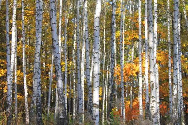 istock beautiful scene with birches in yellow autumn birch forest 1205004457