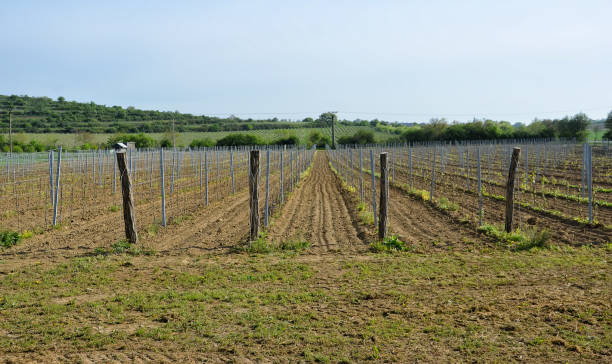 istock vineyard part in spring at south moravian 1205004983