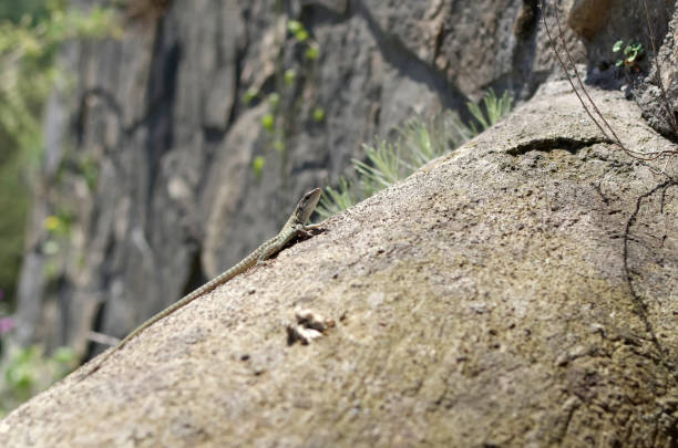 istock small lizard on rock nature detail summer photo 1205005649