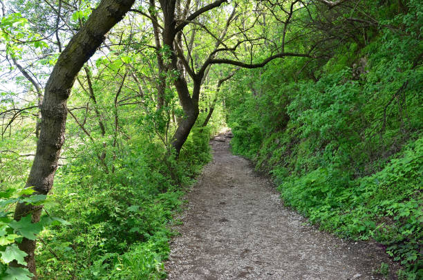 istock stony path on the edge of cliff and forrest photography 1205006554