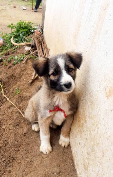 istock Dog puppy has been abandoned hungry 1205009977