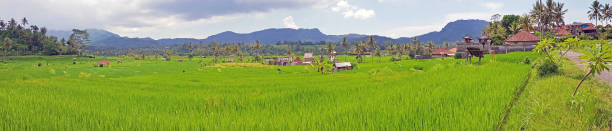 bali endonezya sidemen de pirinç tarlaları panorama - sidemen stok fotoğraflar ve resimler