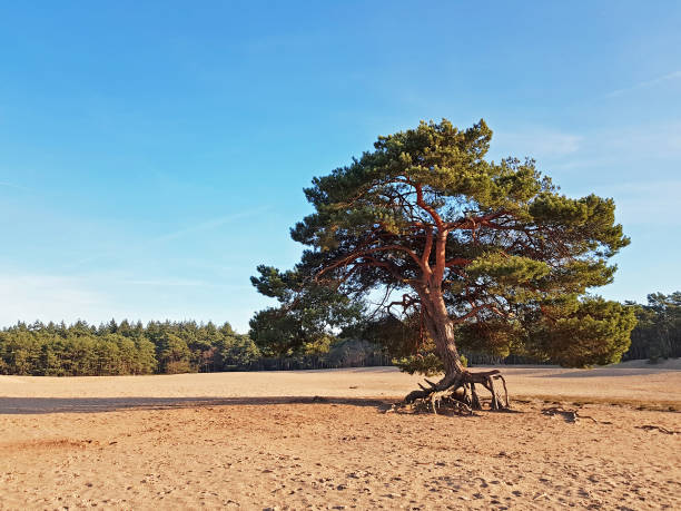 istock Nature reserve Soesterduinen in the Netherlands on a beautiful summer day 1205012831