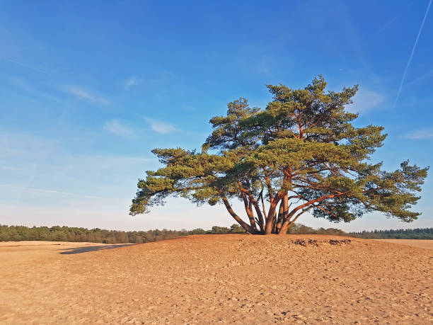 Nature reserve Soesterduinen in the Netherlands on a beautiful summer day