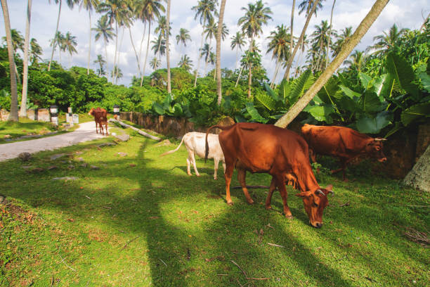 istock Sacred cows of India in nature. Selective focus. 1205013081