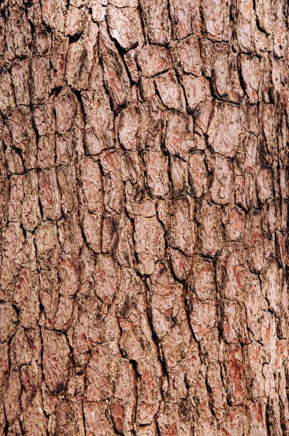 istock Close up rough texture of Merkus pine or Sumatran (Pinus merkusii Jungh. & de Vriese). 1205014706