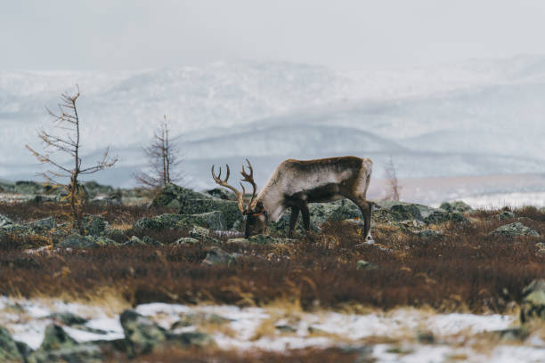 istock Reindeer in Mongolia in winter 1205017225