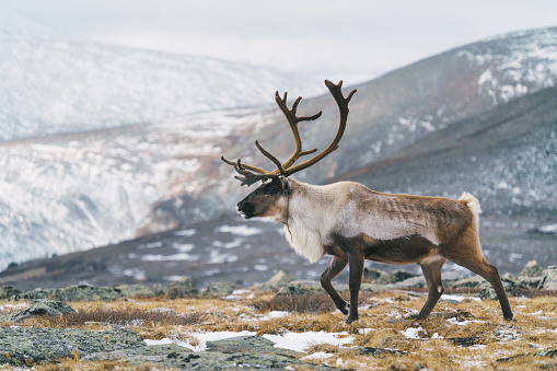 Portrait of a reindeer with antlers in a village of the tribe Saami near Tromso, Northern Norway, Europe.