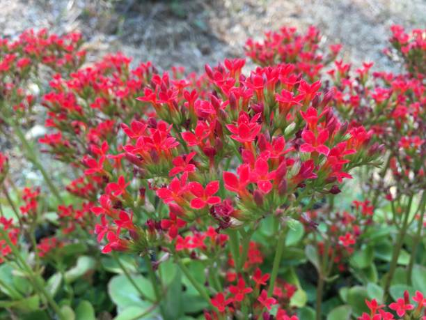 istock Small red flowers in pots 1205017377