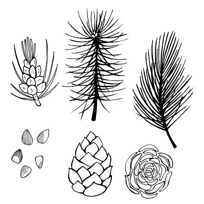 Hand drawn branch and pine cone on white background. Vector sketch illustration.
