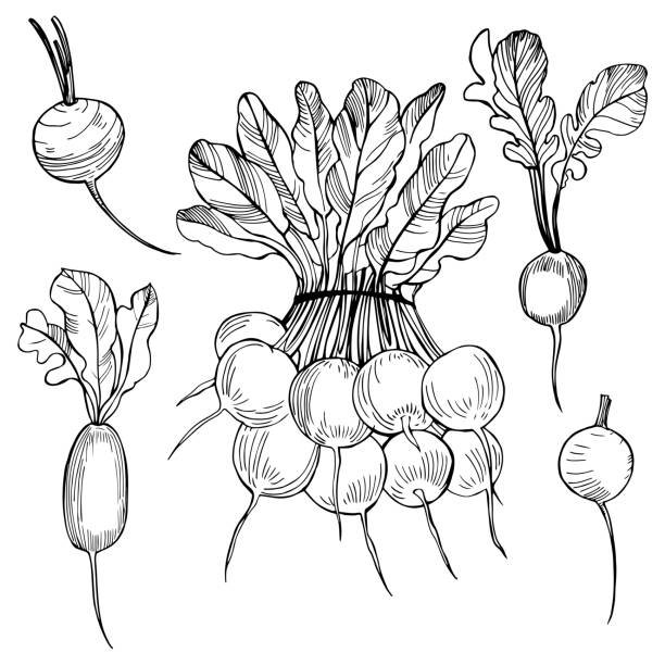 손으로 그린 무. 벡터 스케치 일러스트레이션. - radish white background vegetable leaf stock illustrations