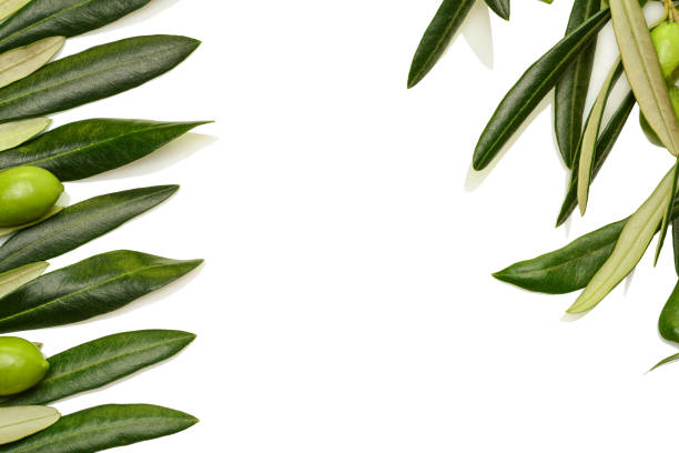 istock Real green olive leaves and olives mockup background, isolated on white background for copy space and mockup. 1205017771