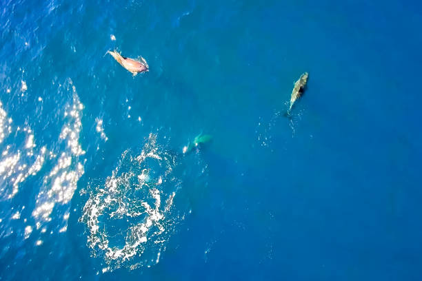 istock Top view of bottlenose dolphins in sea water. 1205019708