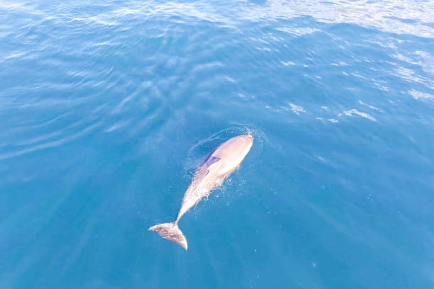 istock Top view of bottlenose dolphins in sea water. 1205019714