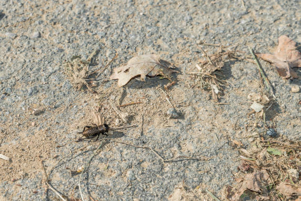 istock Close-up of a cricket on a street while crawling, Germany 1205020290