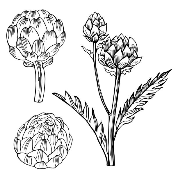 артишок.  иллюстрация векторного эскиза. - artichoke stock illustrations