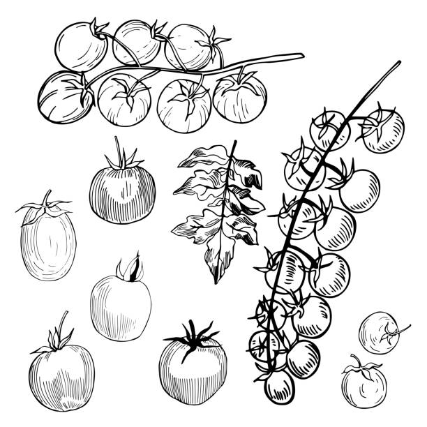 ilustraciones, imágenes clip art, dibujos animados e iconos de stock de tomates.  ilustración vectorial. - cherry tomato tomato white background vegetable