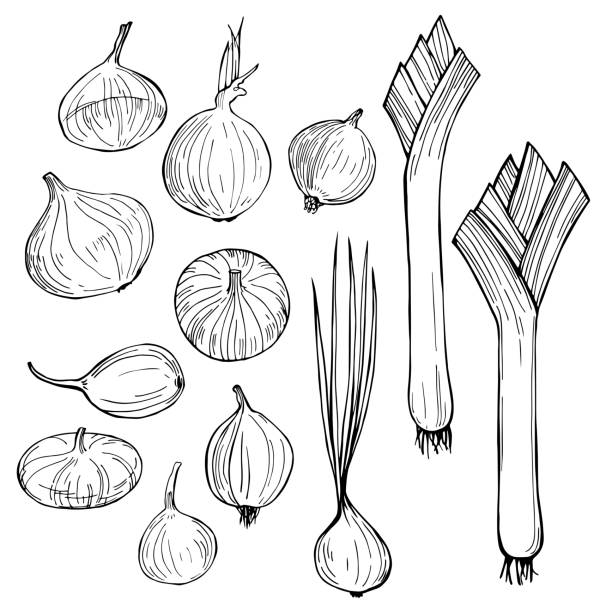 Onions. . Vector sketch  illustration. Onions. Hand drawn vegetables on white background. Vector sketch  illustration. scallion stock illustrations