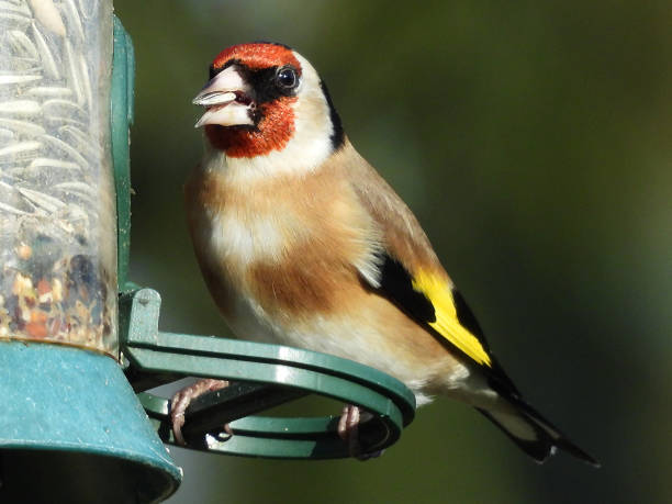 istock Elegant Goldfinch (Carduelis carduelis) 1205021241