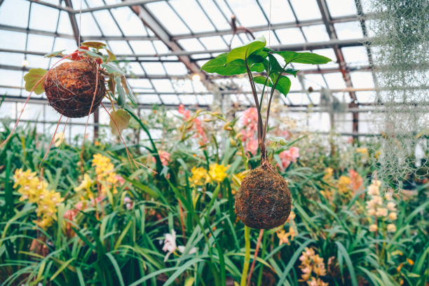 Growing tropical plants in greenhouse. Tropical collection of flowering orchids.