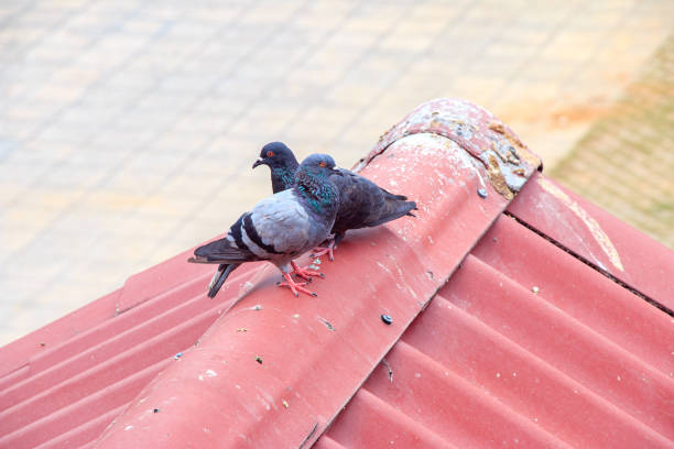 pigeon on the dirty red roof from the pigeon droppings, problem of germs from bird concept pigeon on the dirty red roof from the pigeon droppings, problem of germs from bird concept thailand temple nobody photography stock pictures, royalty-free photos & images