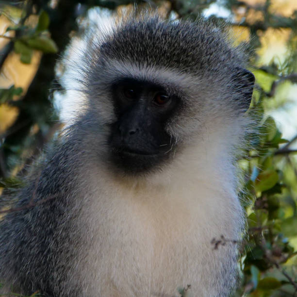 istock Beautiful Monkey Face at Addo Elephant Park 1205025328