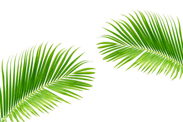 istock tropical coconut leaf isolated on white background, summer background 1205026293