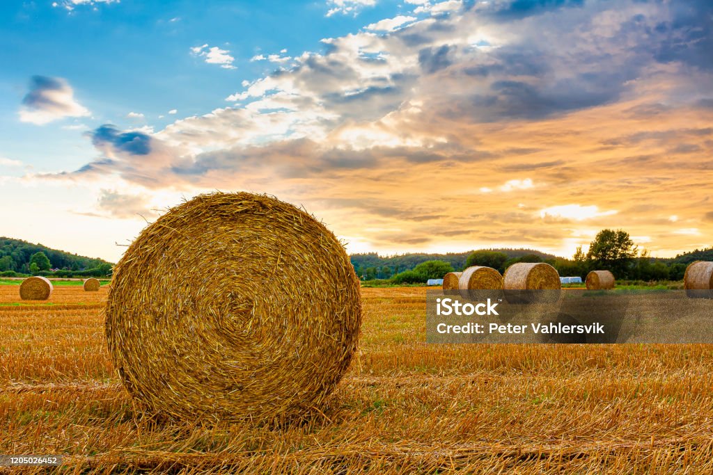 Hay bale sunset Hay bale rolled in sunset evening Bale Stock Photo
