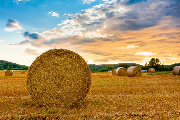 Hay bale rolled in sunset evening