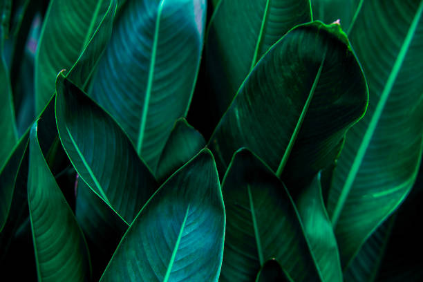 istock abstract green leaf texture, nature background, tropical leaf 1205026453