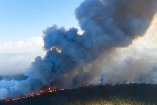 istock Fires in Russian forest, Transbaikal forest in fire, burning of 1205026619