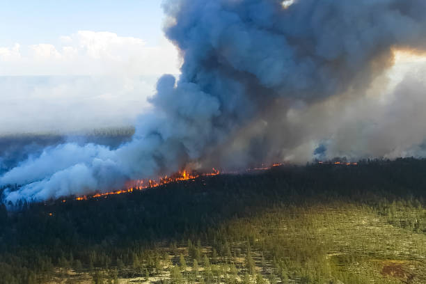 istock Fire in the forest, burning trees and grass. Natural fires 1205026625