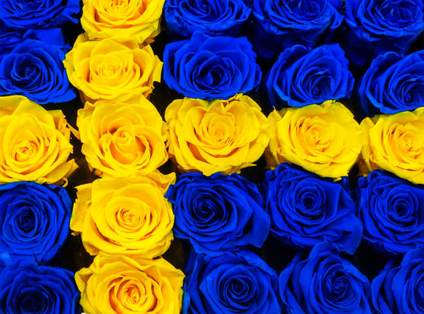 Swedish flag of roses with blue and yellow roses