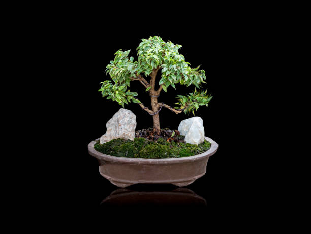 istock Bonsai tree That separates from the background clipping part 1205026890