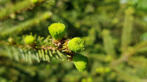 istock Fresh conifer sprouts on blurry background. Plant needles texture closeup. Green fir branches in bright sunlight. Natural backdrop in shades of green color. Summer nature of forest. 1205029593