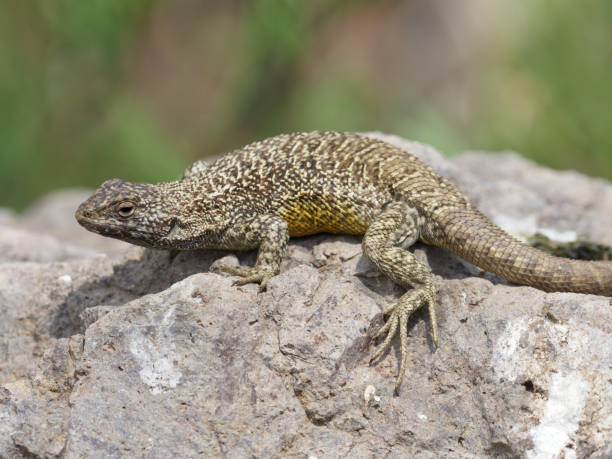 istock A Shining Tree Iguana sunbathes on a rock 1205030026