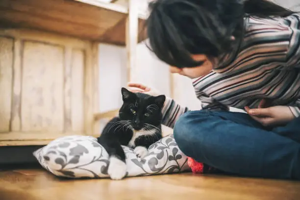 Photo of little girl stroking black cat