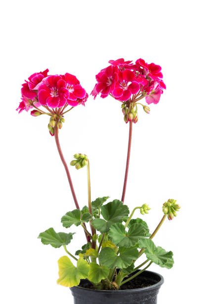 istock Two branches with red geranium inflorescences isolated on a white background. 1205031492